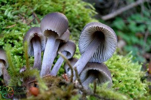 mycena polygramma (1) (1000 x 666).jpg_product_product_product_product_product